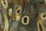 Polished Fossil Teredo (Shipworm Bored) Wood - England #351118-1